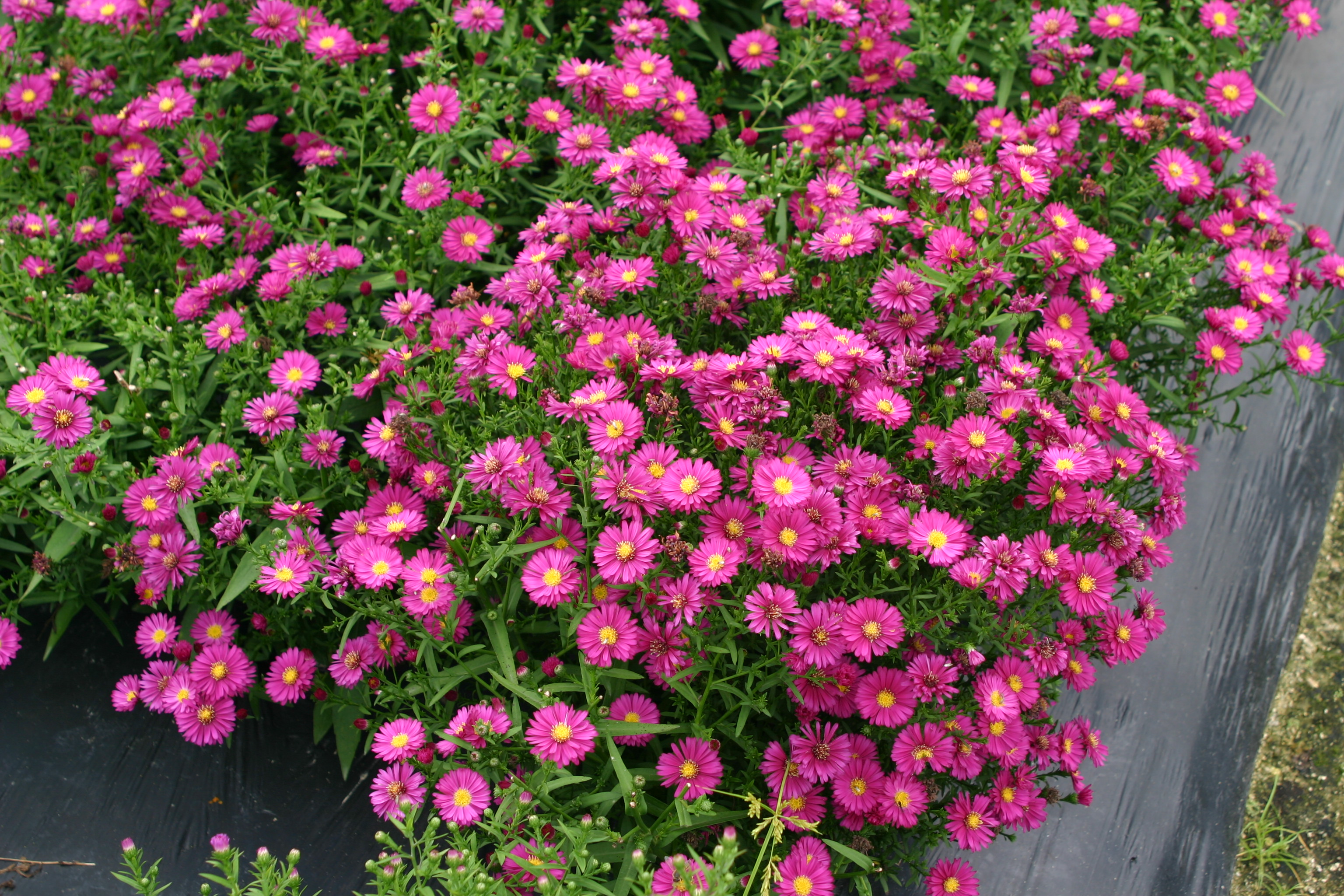 Aster dumosus 'Starlight'